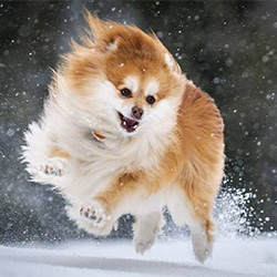 10 способов согреть собаку зимой